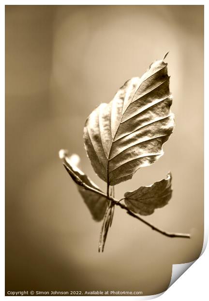 Beech leaf  sepia Print by Simon Johnson