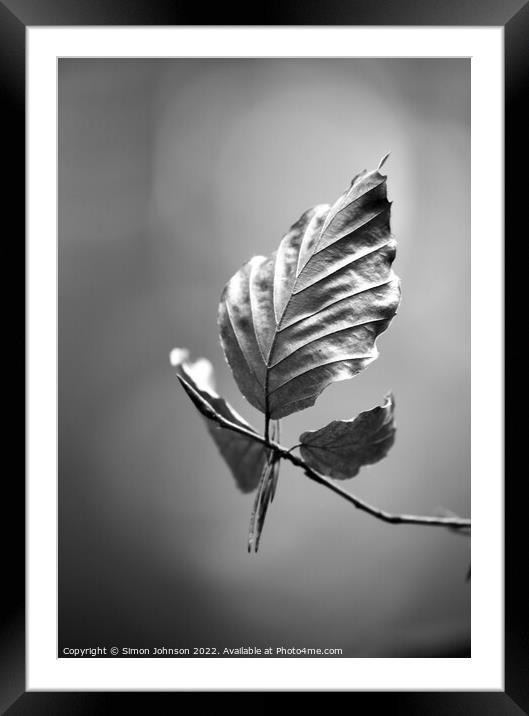 Beech leaf monochrome  Framed Mounted Print by Simon Johnson