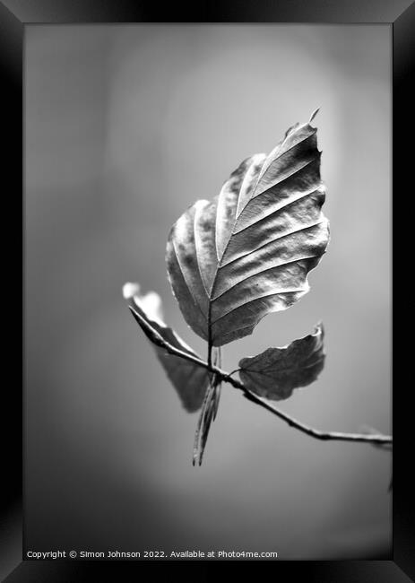 Beech leaf monochrome  Framed Print by Simon Johnson