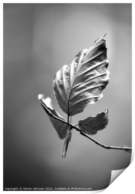 Beech leaf monochrome  Print by Simon Johnson