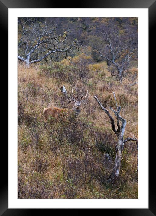 Stag! Framed Mounted Print by Dan Ward