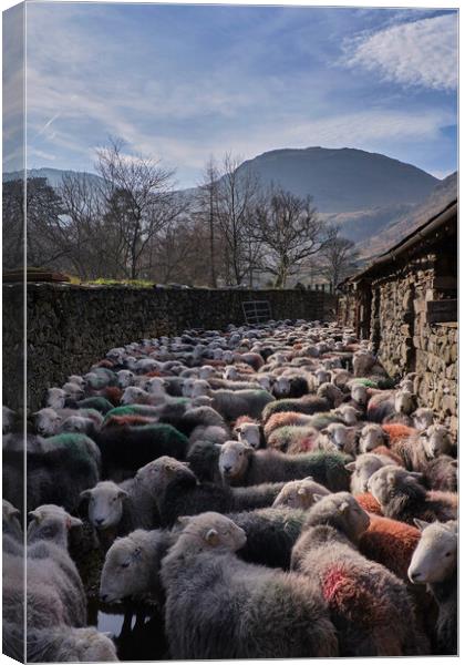 Round them up! Canvas Print by Dan Ward