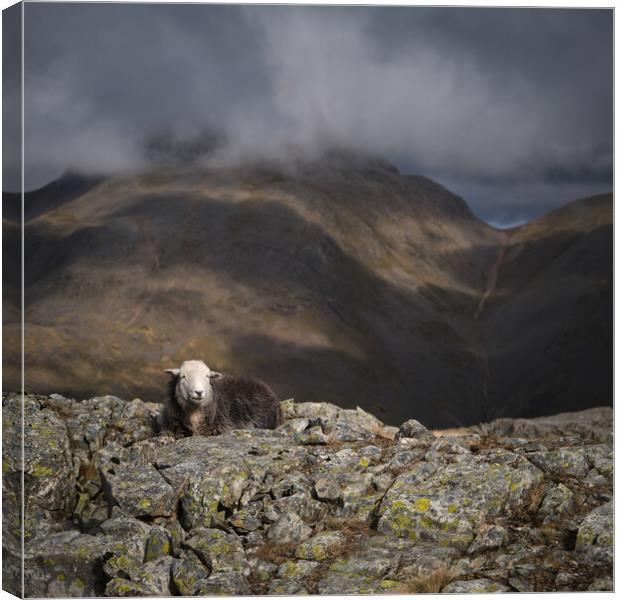 Herdy on a mountain Canvas Print by Dan Ward