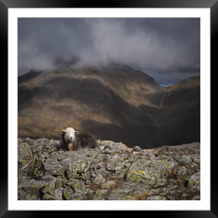 Herdy on a mountain Framed Mounted Print by Dan Ward