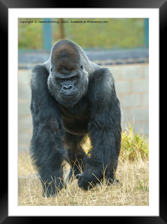 Silverback On The Move Framed Mounted Print by rawshutterbug 
