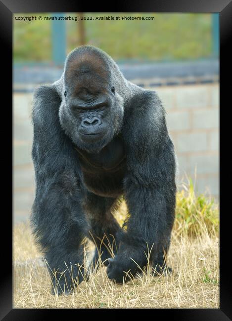 Silverback On The Move Framed Print by rawshutterbug 