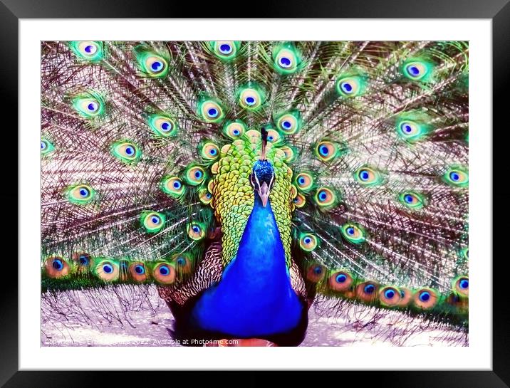 Peacock Framed Mounted Print by Errol D'Souza