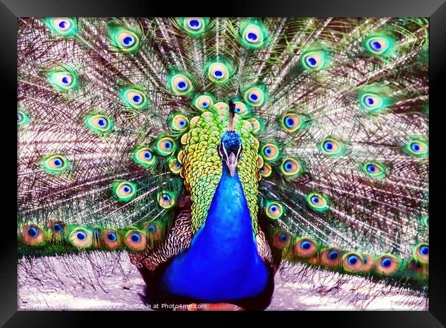 Peacock Framed Print by Errol D'Souza