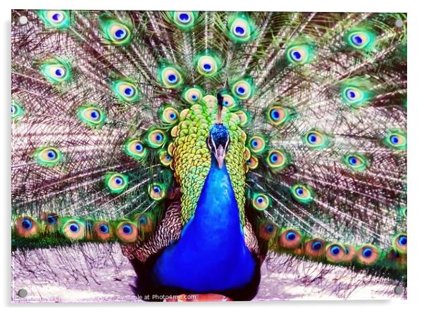 Peacock Acrylic by Errol D'Souza
