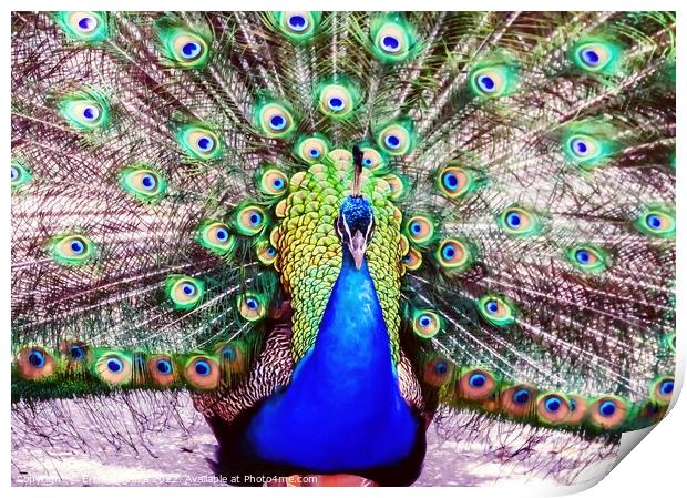 Peacock Print by Errol D'Souza