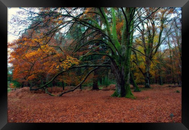 Enchanting Autumn Woodland Framed Print by Derek Daniel
