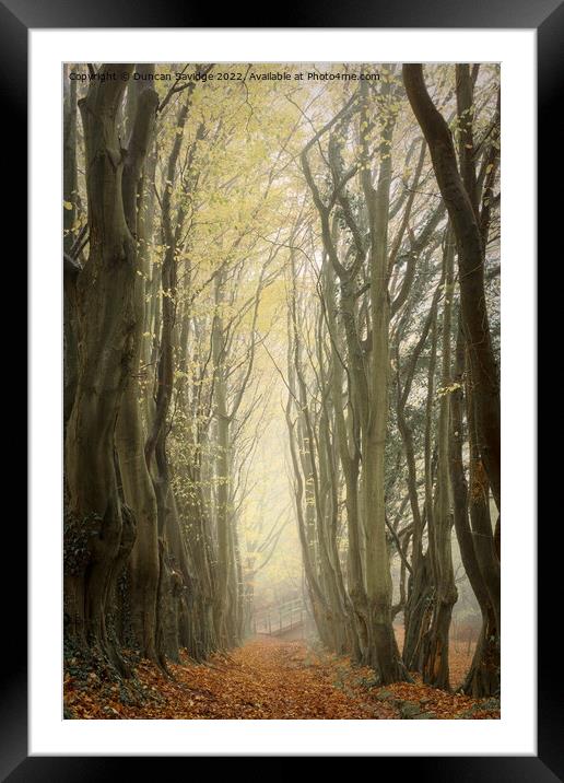A line of trees in a forest Framed Mounted Print by Duncan Savidge
