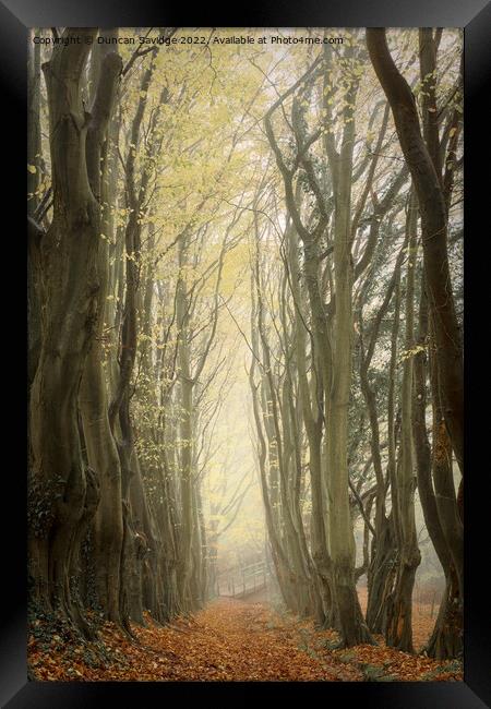 A line of trees in a forest Framed Print by Duncan Savidge
