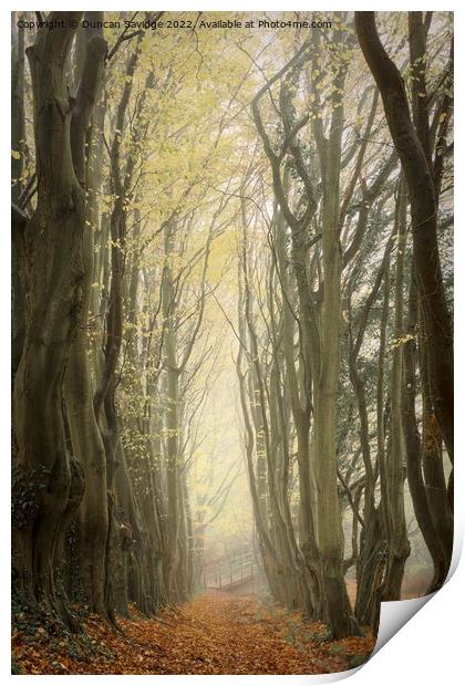 A line of trees in a forest Print by Duncan Savidge