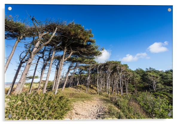 Formby pine woods meets the beach Acrylic by Jason Wells