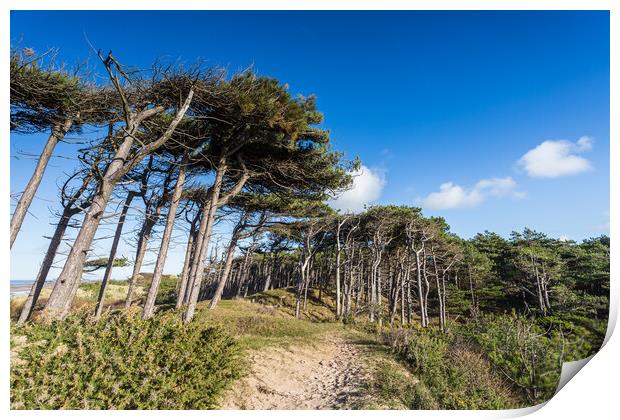 Formby pine woods meets the beach Print by Jason Wells
