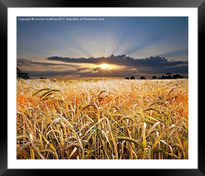 barley at sunset Framed Mounted Print by meirion matthias