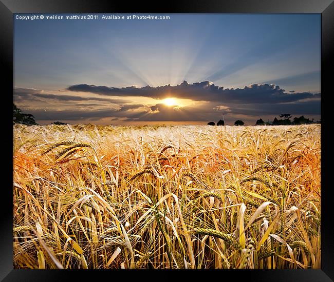 barley at sunset Framed Print by meirion matthias