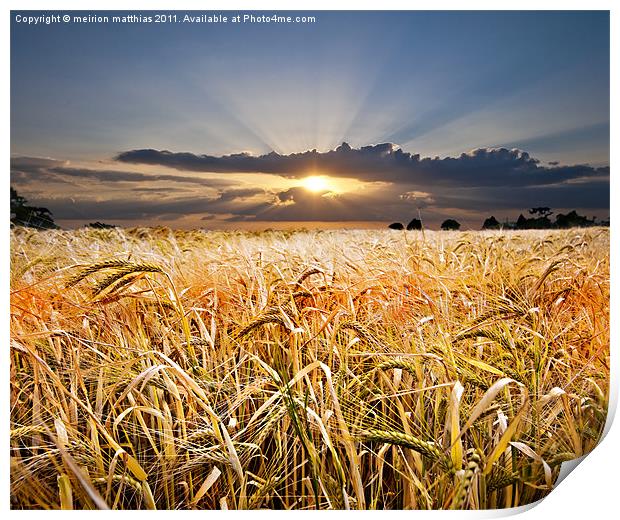 barley at sunset Print by meirion matthias