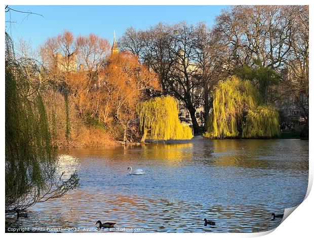 The Pond and the Willows - St James Park - London  Print by Alix Forestier