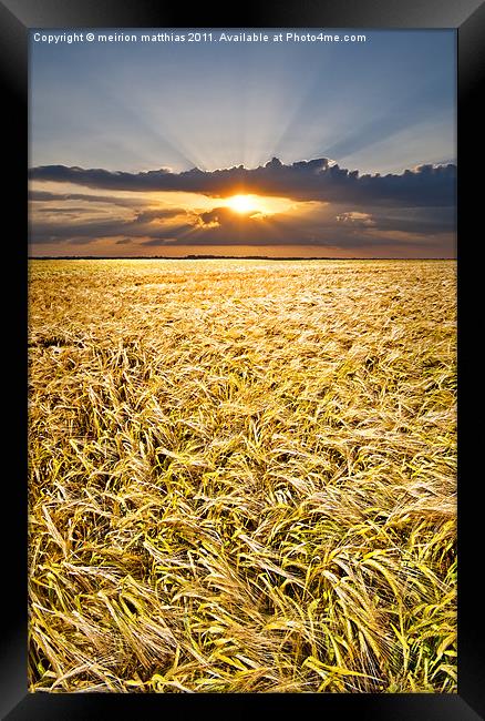 barley at sunset vertical Framed Print by meirion matthias