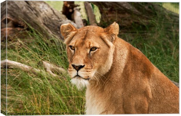 Head and shoulders of a lioness Canvas Print by Sally Wallis