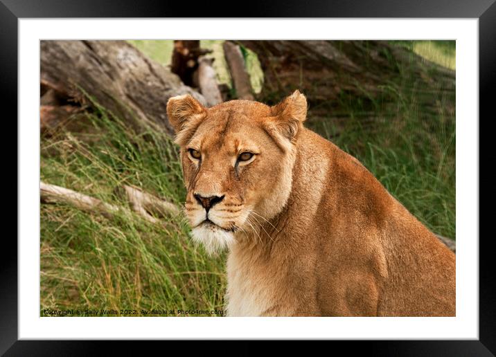 Head and shoulders of a lioness Framed Mounted Print by Sally Wallis