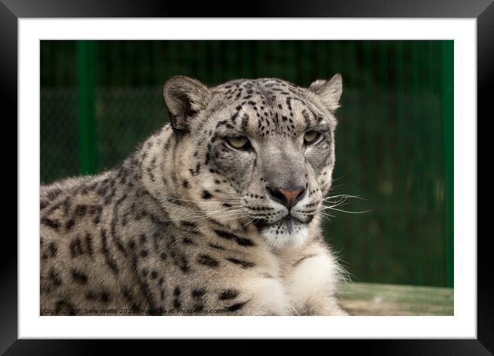 Snow Leopard or Ounce Framed Mounted Print by Sally Wallis
