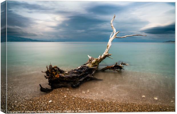 Sarande Driftwood Canvas Print by DiFigiano Photography