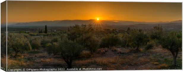 Mykines Olive Grove Sunset Canvas Print by DiFigiano Photography