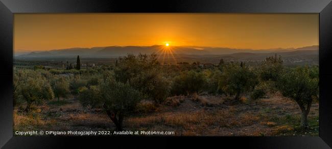 Mykines Olive Grove Sunset Framed Print by DiFigiano Photography