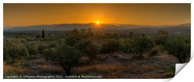 Mykines Olive Grove Sunset Print by DiFigiano Photography