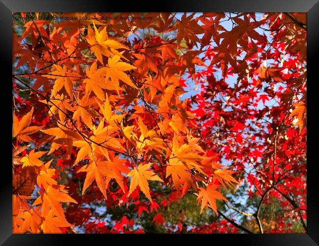 Autumn Leaves in Japan Framed Print by Patrick Mokuzai