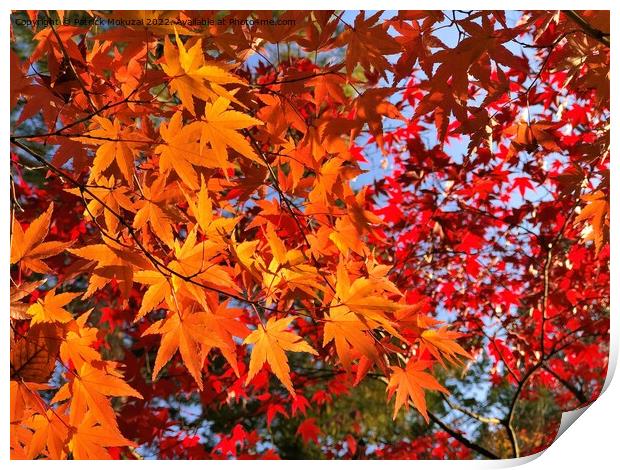 Autumn Leaves in Japan Print by Patrick Mokuzai