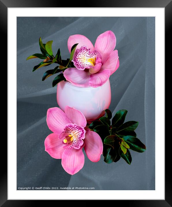 Close up image of Pink cymbidium Orchid flowers in a white glass vase isolated on gray coloured background.  Framed Mounted Print by Geoff Childs