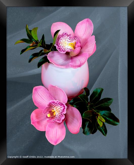 Close up image of Pink cymbidium Orchid flowers in a white glass vase isolated on gray coloured background.  Framed Print by Geoff Childs