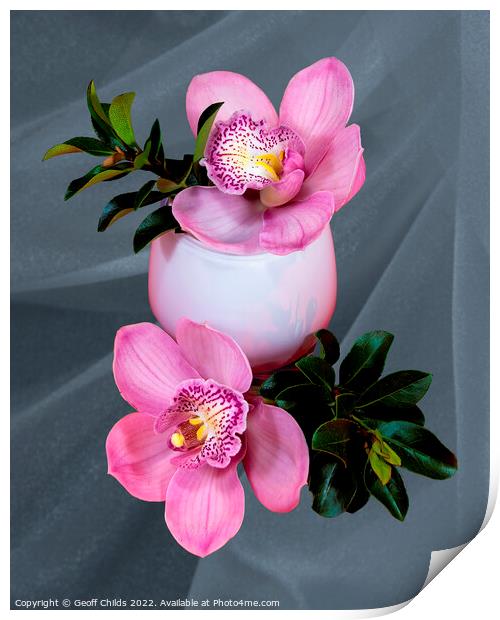 Close up image of Pink cymbidium Orchid flowers in a white glass vase isolated on gray coloured background.  Print by Geoff Childs