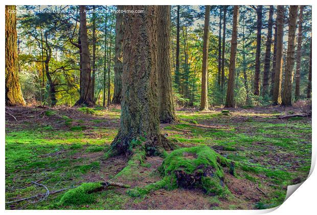 Peaceful Autumn Woods Print by Derek Daniel