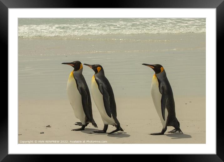 King Penguins Walk Tall Framed Mounted Print by ANN RENFREW