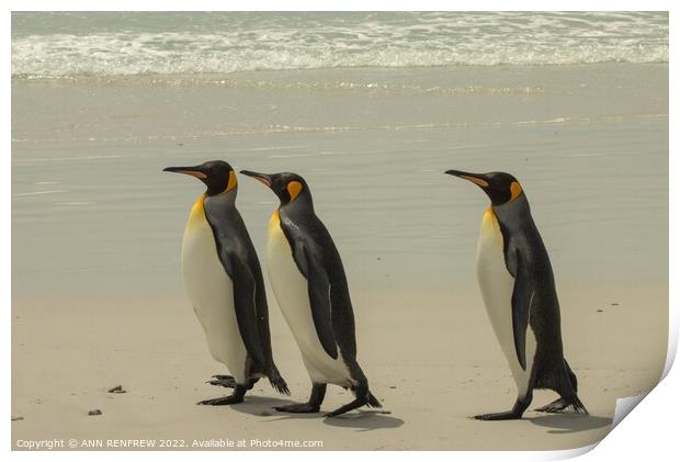 King Penguins Walk Tall Print by ANN RENFREW
