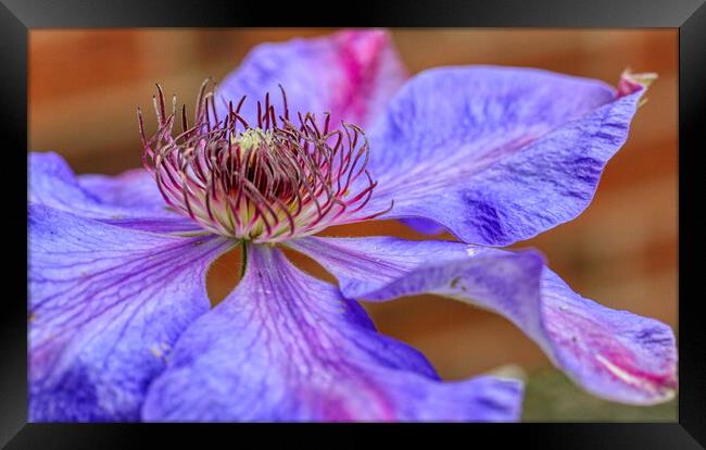Enchanting Lilac Clematis Framed Print by Helkoryo Photography