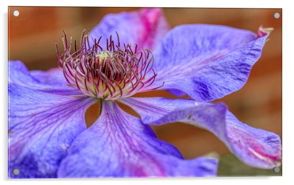 Enchanting Lilac Clematis Acrylic by Helkoryo Photography