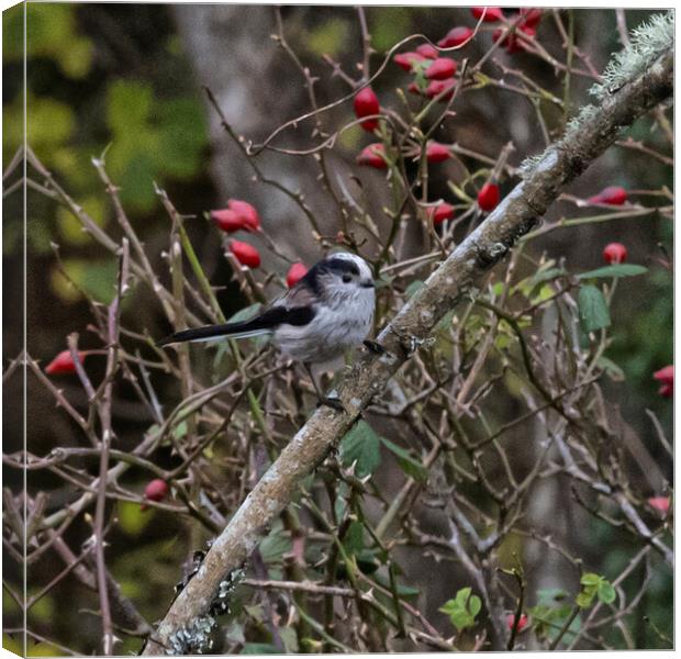 Long Tailed Tit  Canvas Print by kathy white