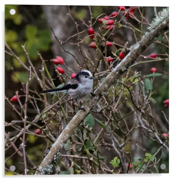 Long Tailed Tit  Acrylic by kathy white