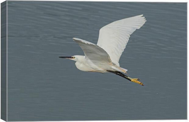 great Egret,flying high Canvas Print by kathy white