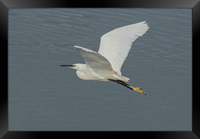 great Egret,flying high Framed Print by kathy white