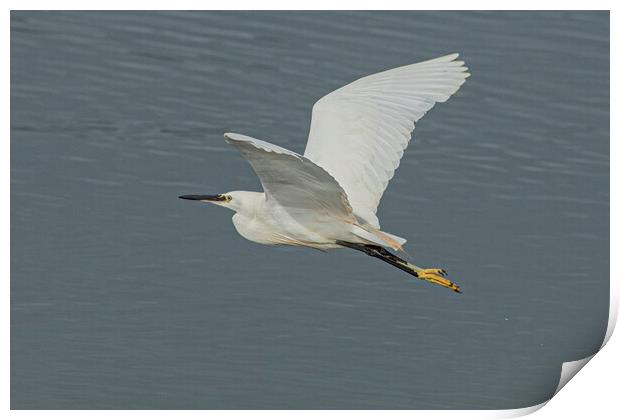 great Egret,flying high Print by kathy white