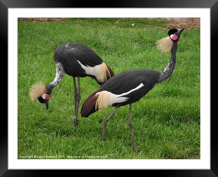 A Pair of Cranes Framed Mounted Print by Jason Bednall
