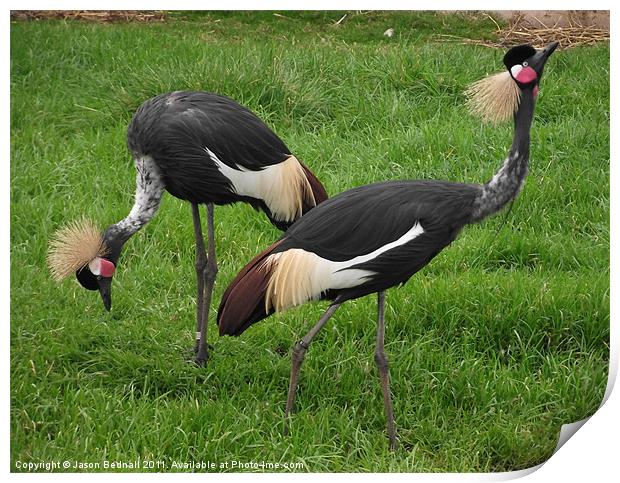 A Pair of Cranes Print by Jason Bednall