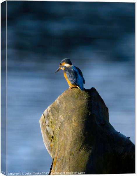 Kingfisher Canvas Print by Jules Taylor